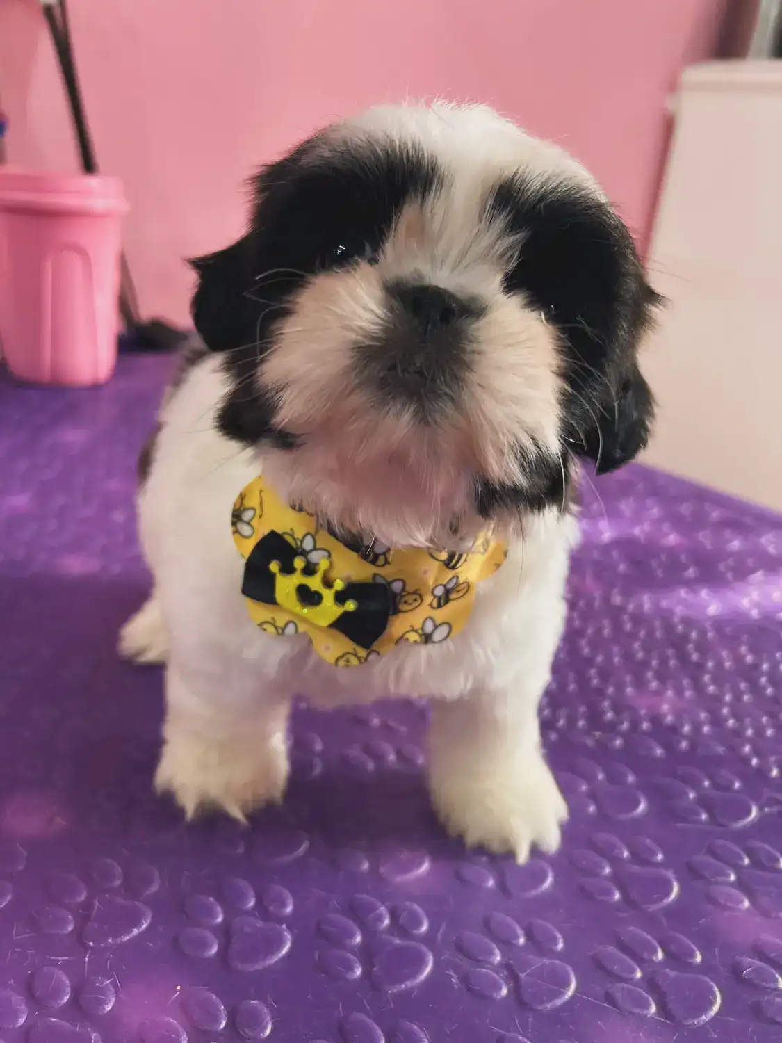 Filhote de shih-tzu de bandana amarela na mesa de tosa roxa, depois do banho