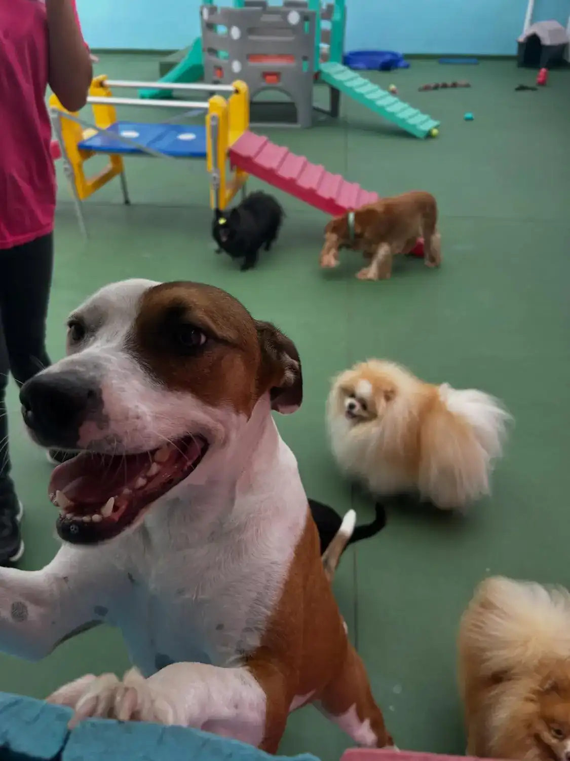 Cão sorrindo no gramado verde da creche, com outros cães brincando ao fundo