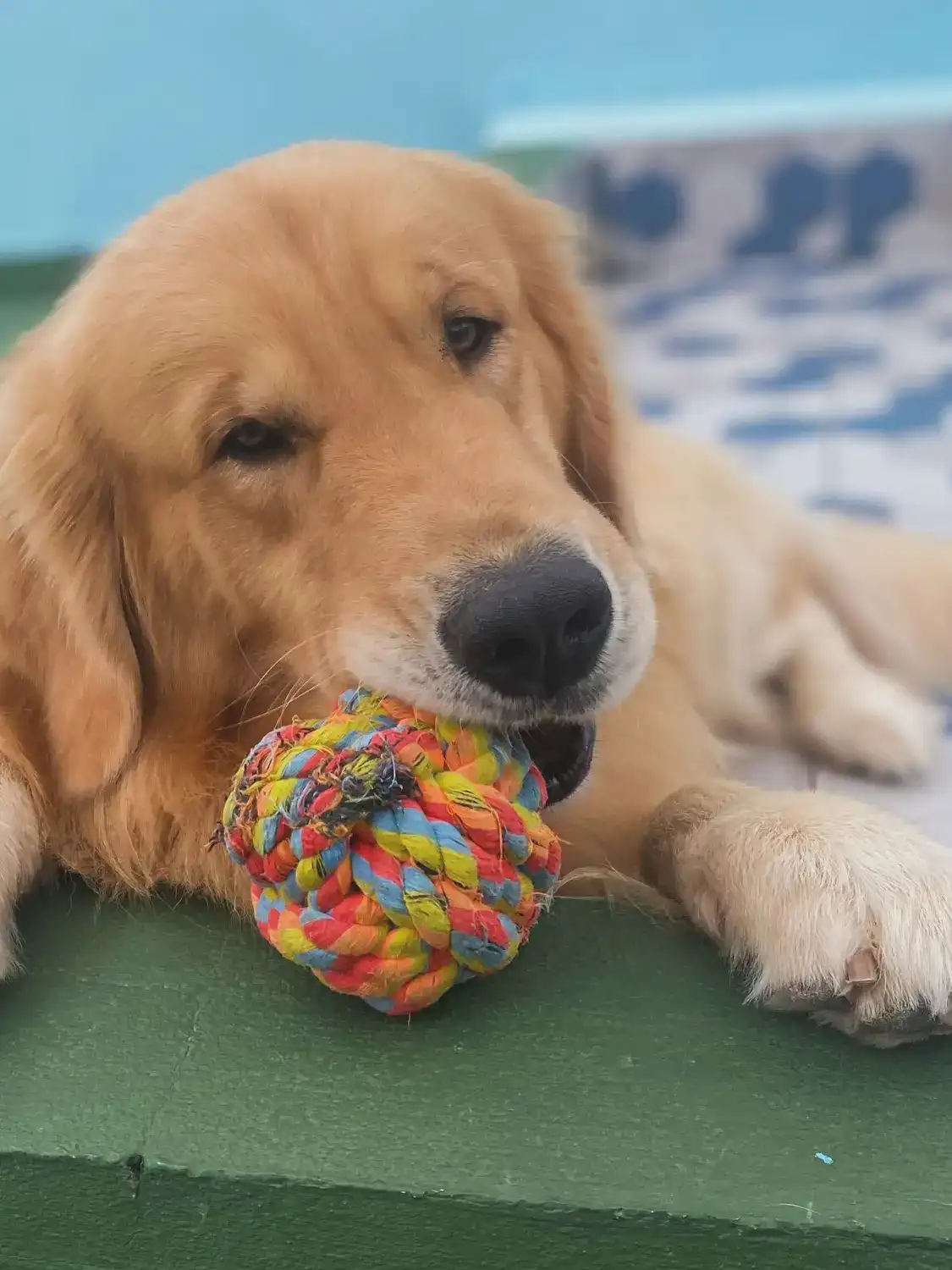 Golden retriever deitado mordendo uma corda colorida