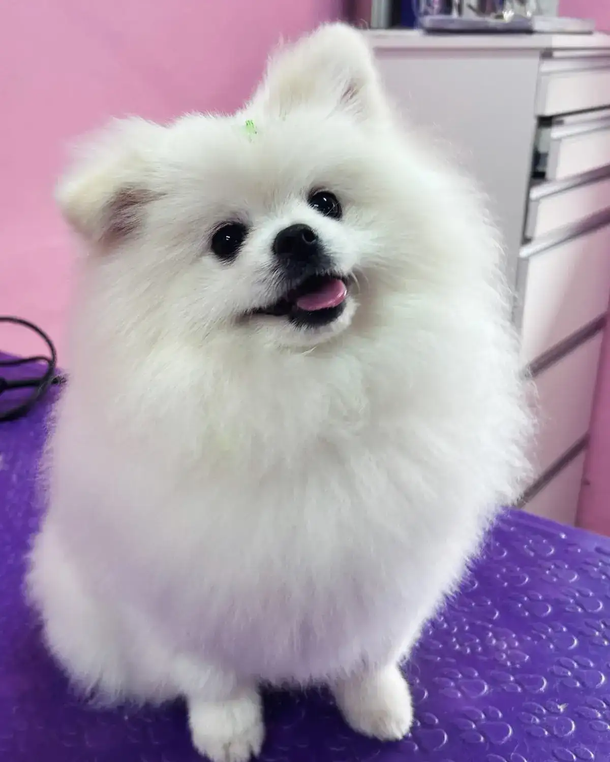 Lord, lulu da pomerânia branco, sorrindo na mesa de tosa