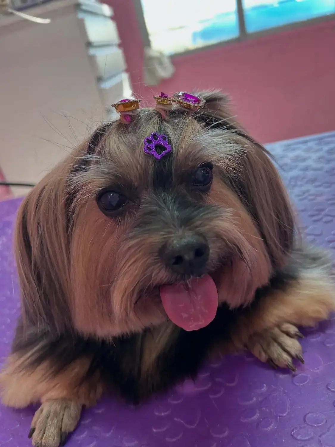 Nina, yorkshire de lacinho roxo, com a língua de fora diante da parede rosa