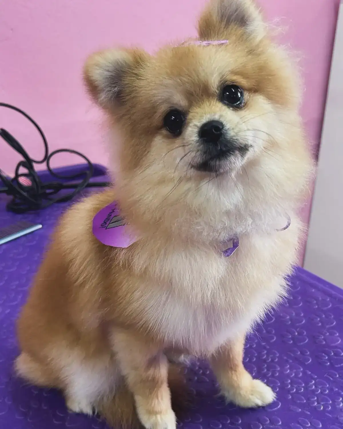 Nutella, lulu da pomerânia caramelo, depois do banho