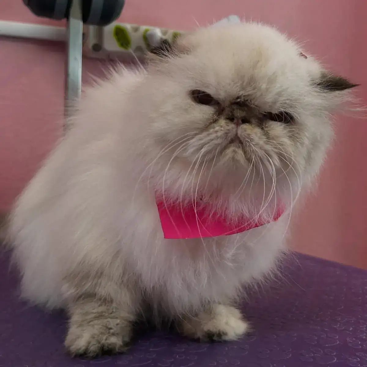 Pandora, gata persa branca, de bandana rosa na mesa roxa