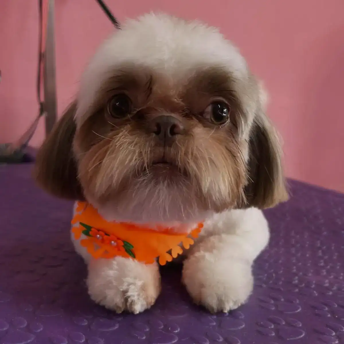 Penélope, shih-tzu de bandana laranja, deitada na mesa roxa