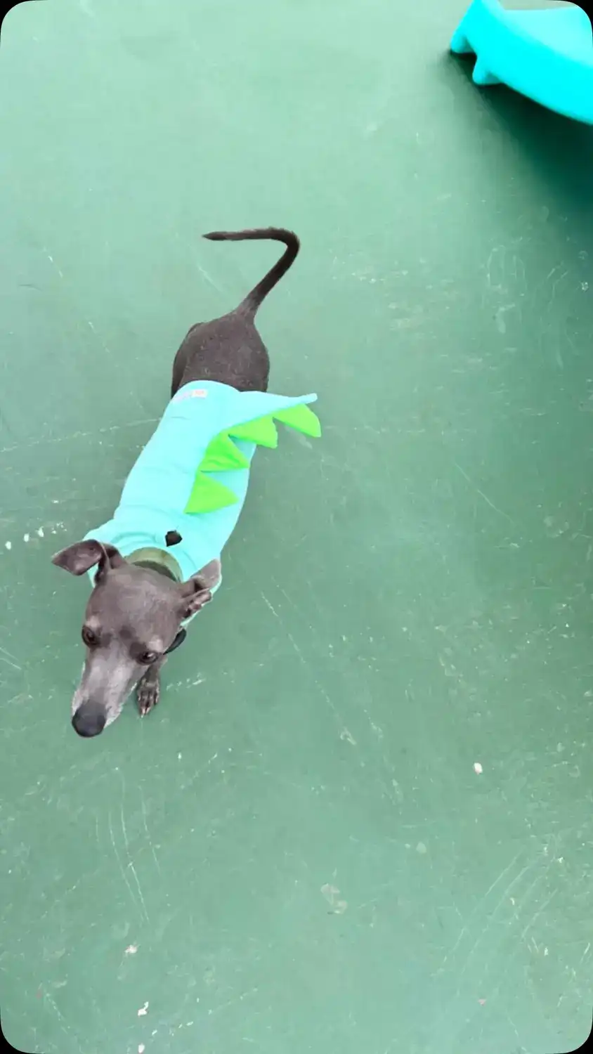 Galguinho fantasiado de dinossauro verde no gramado da creche