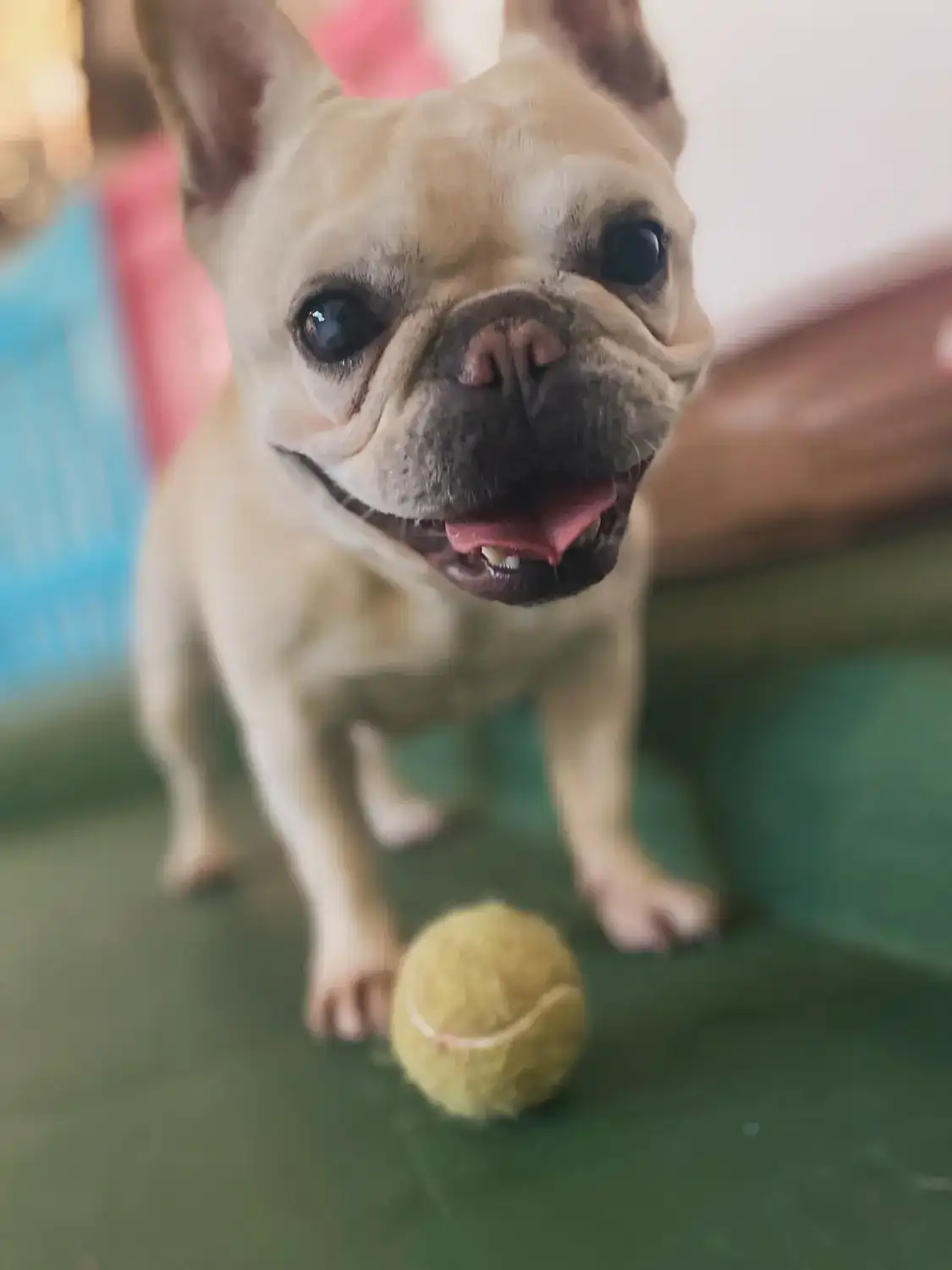 Buldogue francês sorrindo no gramado, com uma bolinha de tênis