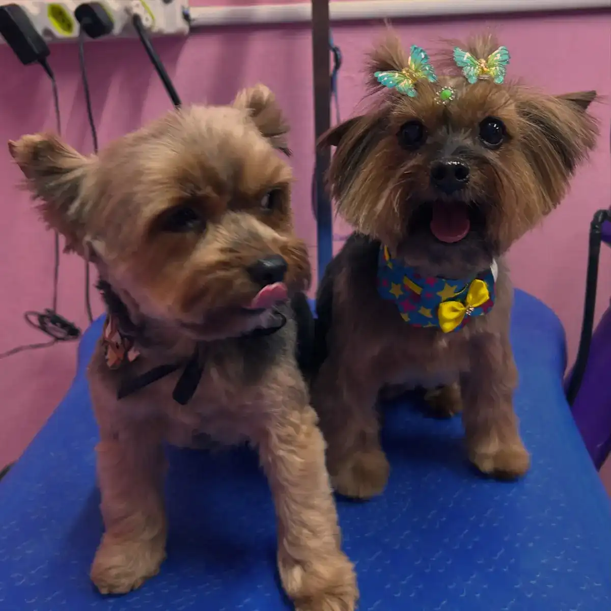 Tedy e Mel, dois yorkshires lado a lado na mesa de tosa, ela de lacinho