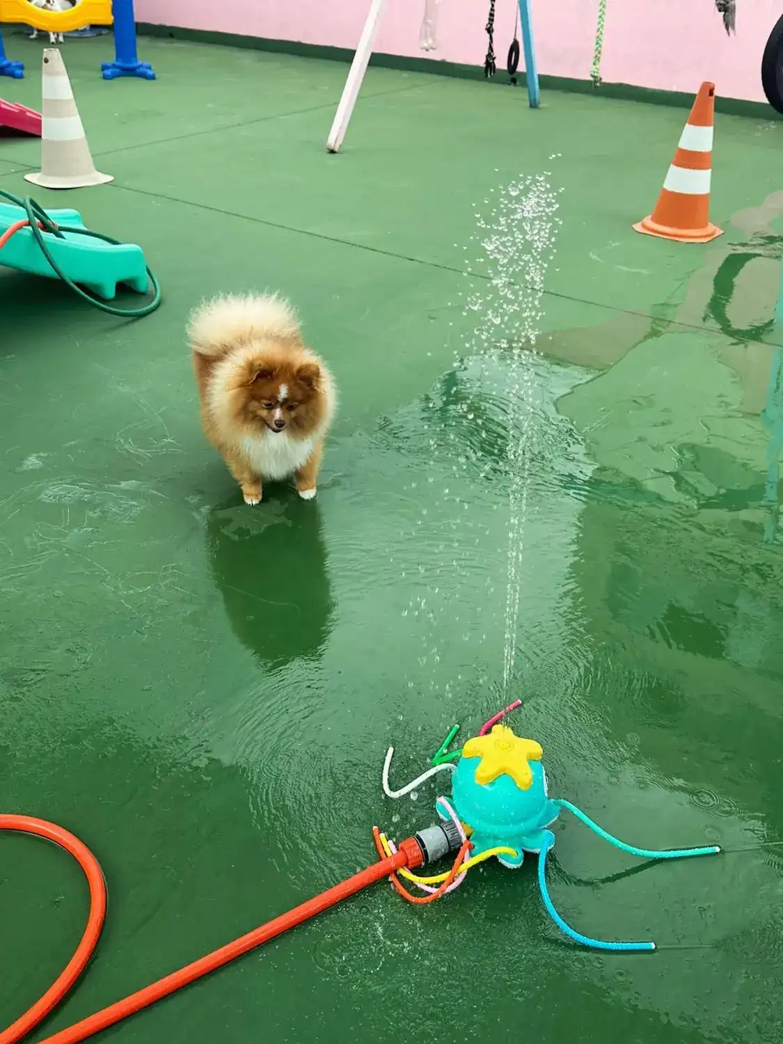 Lulu caramelo no gramado da creche ao lado do chuveirinho de água